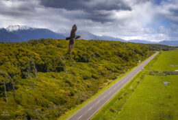 New Zealand 2025 (2 group) (6/84)